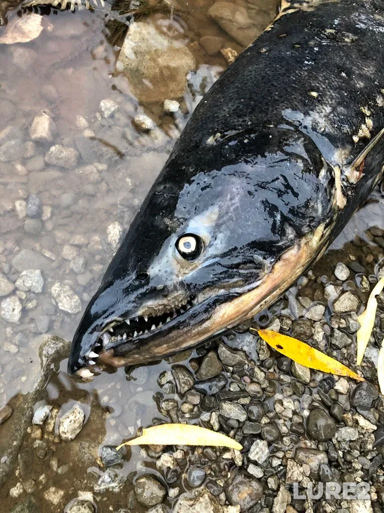 Chinook salmon — Credit River, Oct 15, 2022, 10:19 AM
