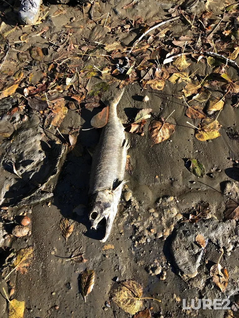 Chum salmon — Coquitlam River, Nov 18, 2022, 9:51 AM