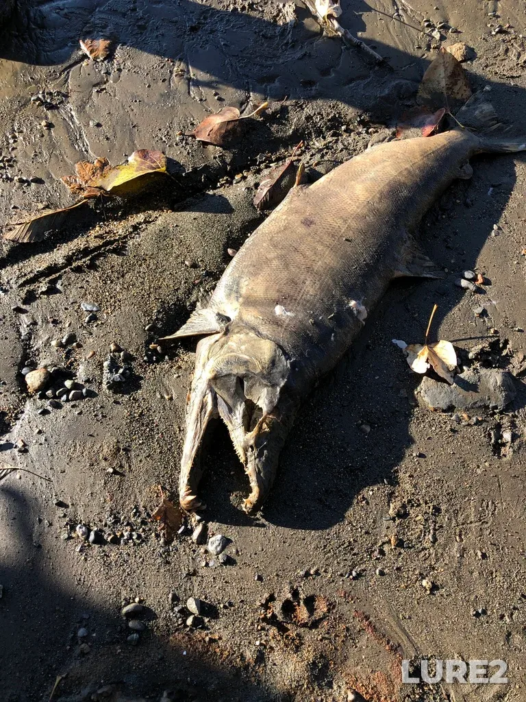 Chum salmon — Coquitlam River, Nov 18, 2022, 9:57 AM