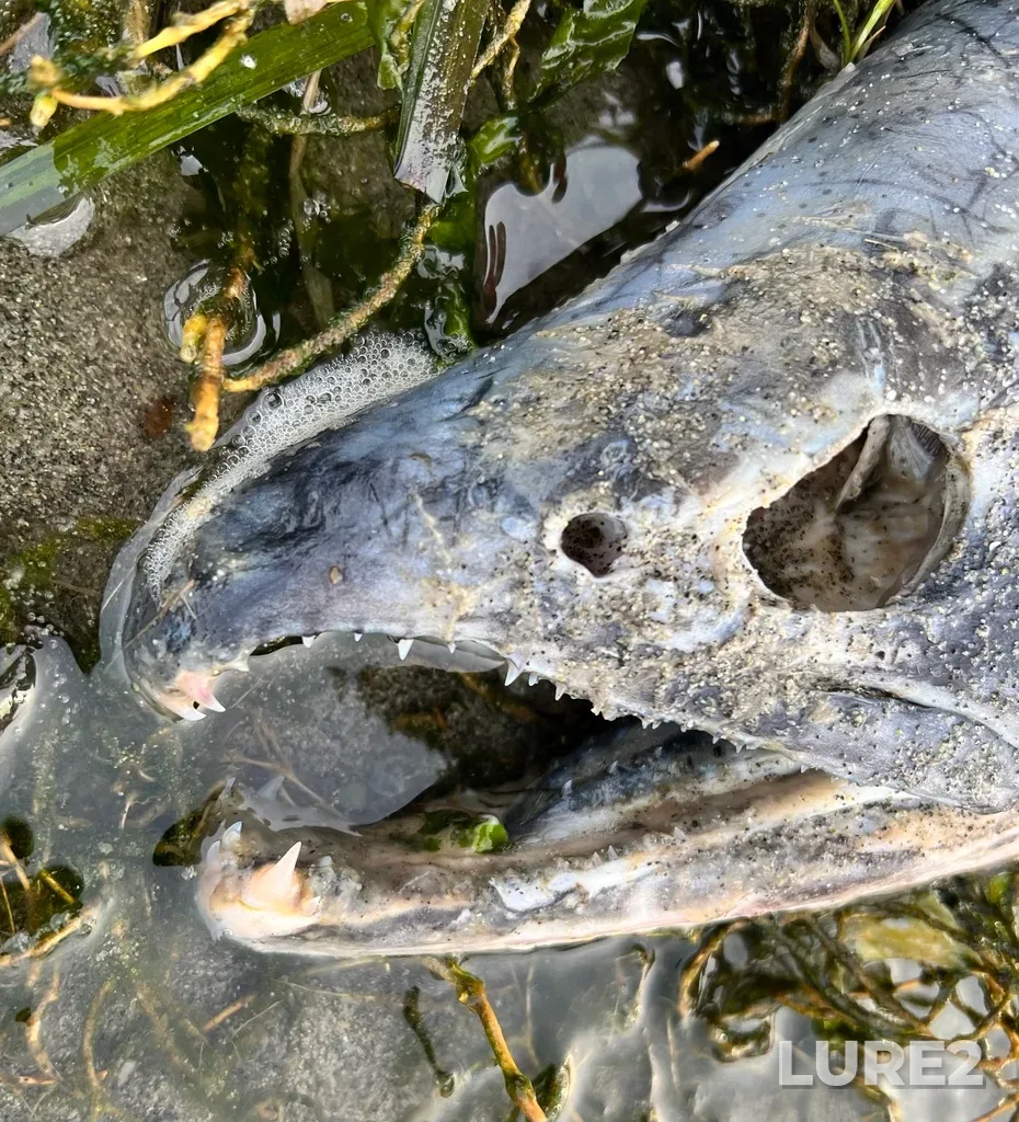 Chum salmon — Comox Harbour, Nov 19, 2022, 2:46 PM