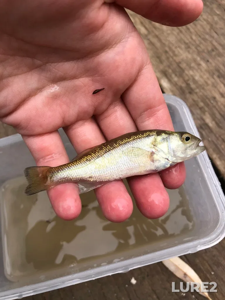 Largemouth bass — Etobicoke Creek, Aug 22, 2022, 12:20 PM