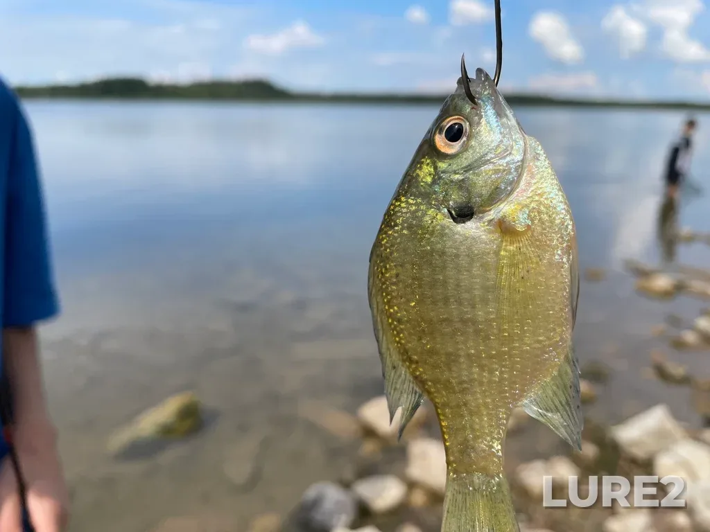 Bluegill — Island Lake, Aug 17, 2022, 11:24 AM