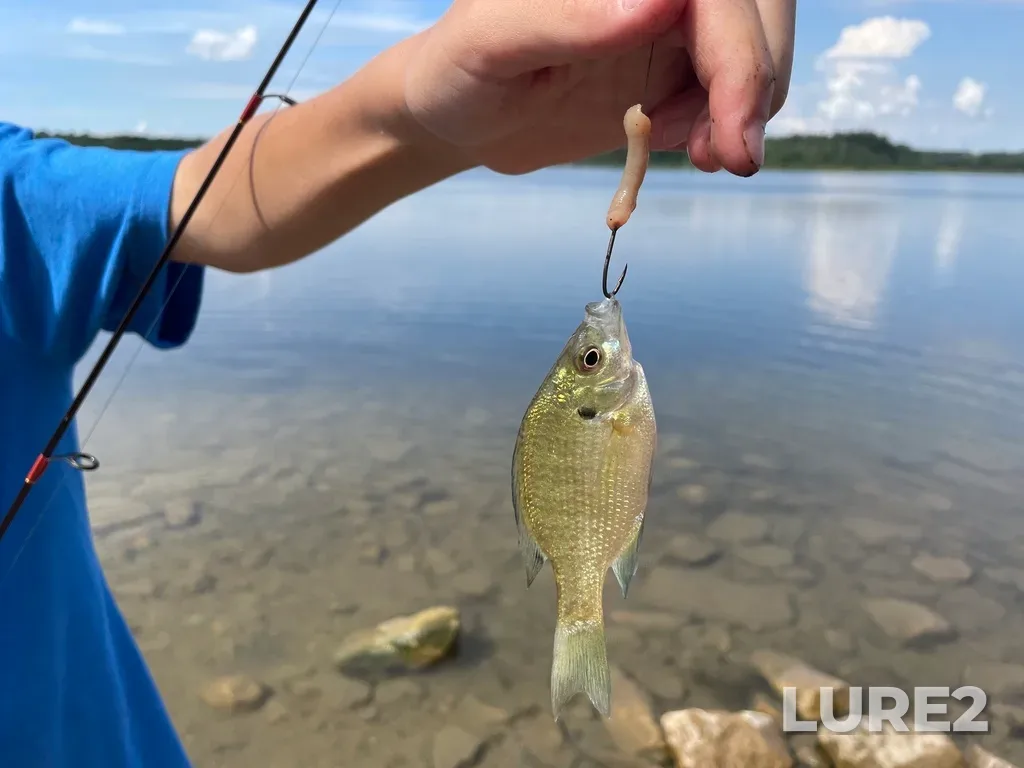 Bluegill — Island Lake, Aug 17, 2022, 11:34 AM