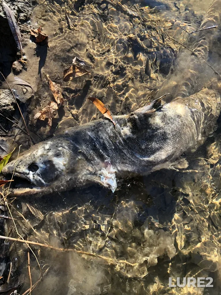 Chinook salmon — Fletchers Creek, Nov 26, 2022, 1:15 PM