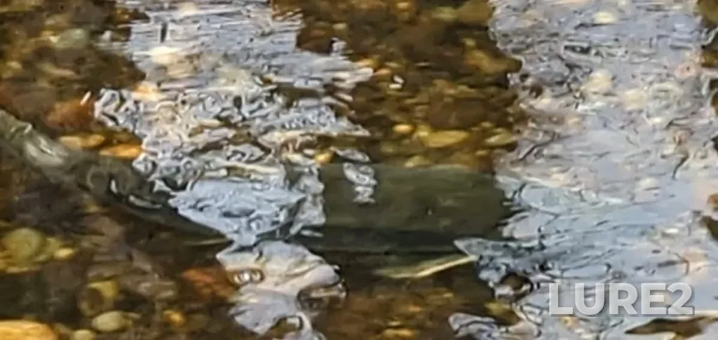 Chum salmon — Vedder River, Nov 27, 2022, 6:20 PM