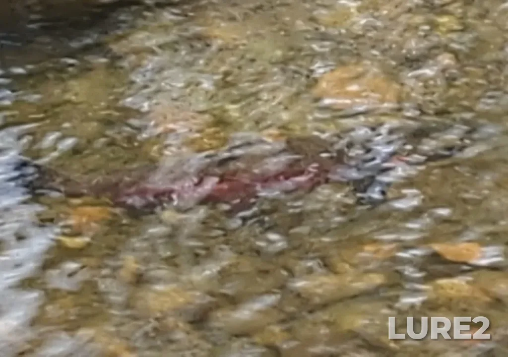 Coho salmon — Vedder River, Nov 27, 2022, 6:25 PM