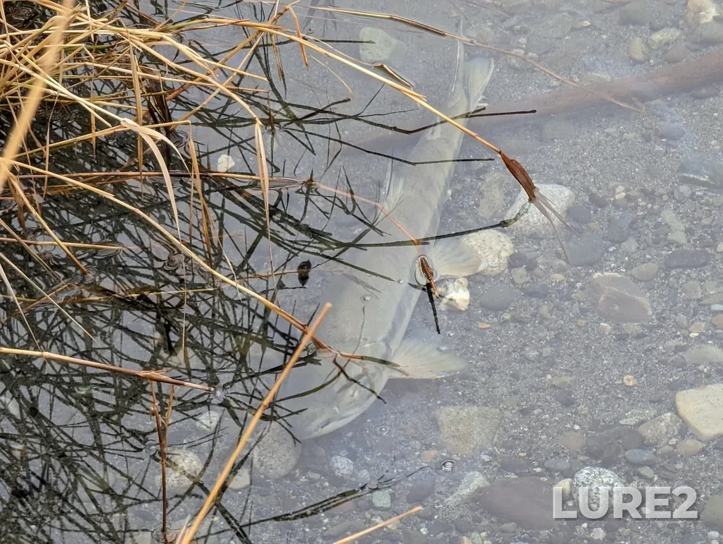 Chum salmon — Vedder River, Dec 08, 2022, 12:28 PM