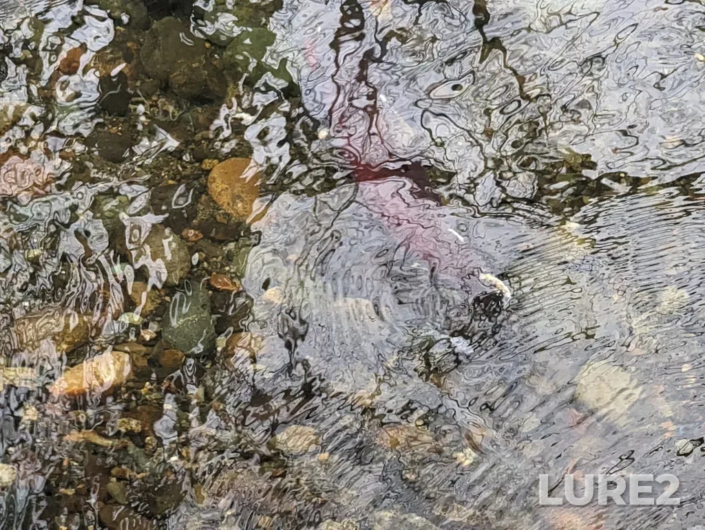 Sockeye salmon — Vedder River, Dec 08, 2022, 12:49 PM