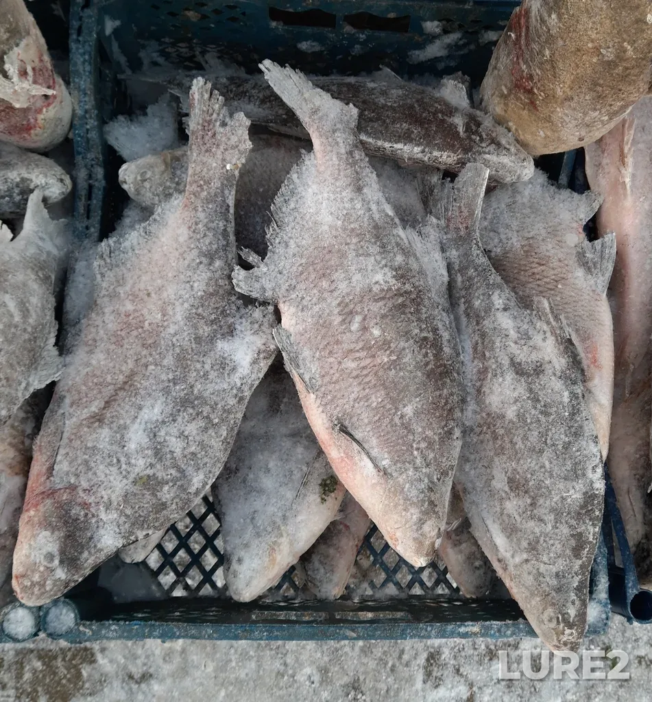 Bream — protoka Staryy Irtysh, Dec 07, 2022, 10:21 AM