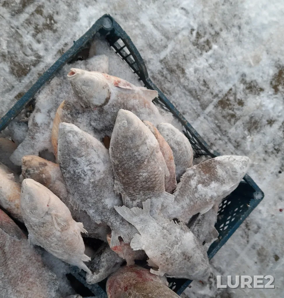 Crucian carp — protoka Staryy Irtysh, Dec 07, 2022, 10:21 AM
