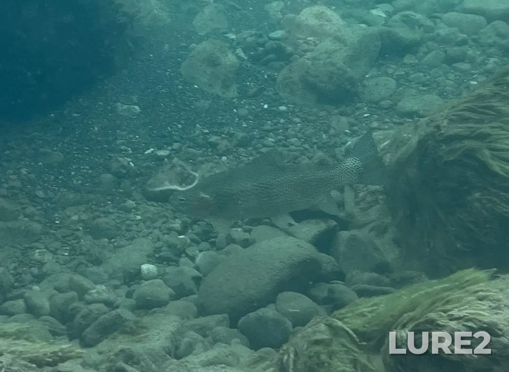 Rainbow trout — Oldman River, Sep 19, 2022, 11:46 AM