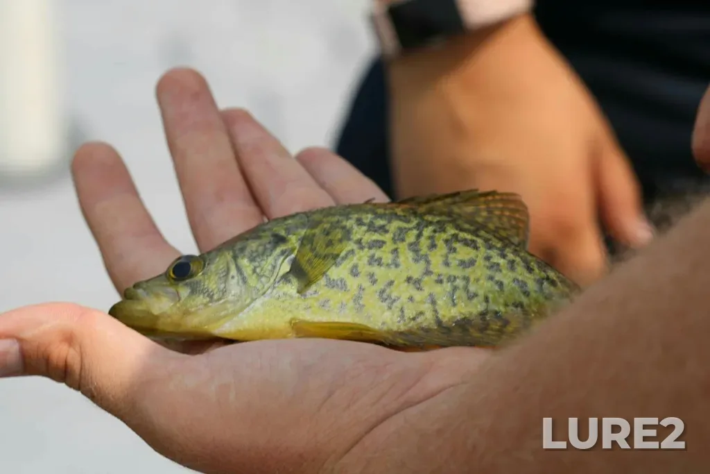 Black crappie — Pigeon River, Jul 12, 2018