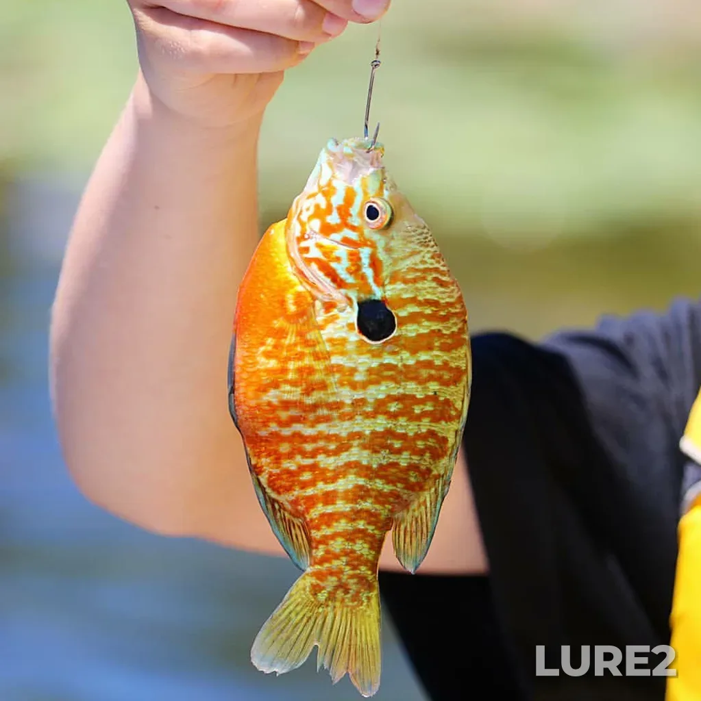 Bluegill — Pigeon River, Jun 21, 2018