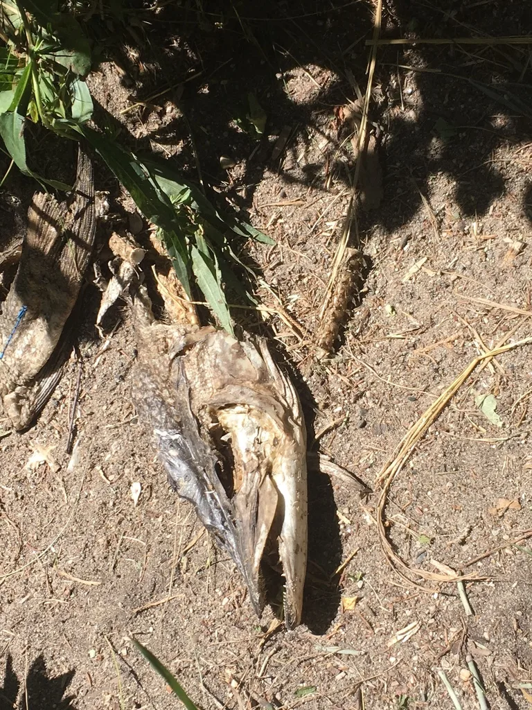 Pike — South Lake, Jul 17, 2018