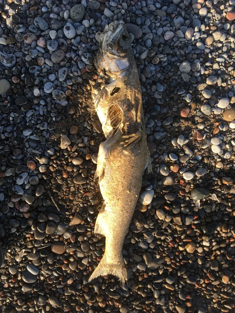 Lake trout — McLaughlin Bay, Dec 21, 2022
