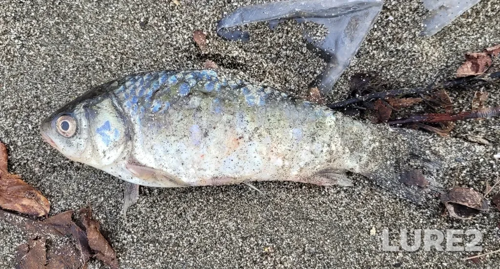 Crucian carp — Loo, Dec 27, 2022, 11:28 AM
