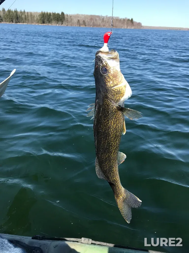 Walleye — Peck Lake, May 09, 2021, 1:31 PM