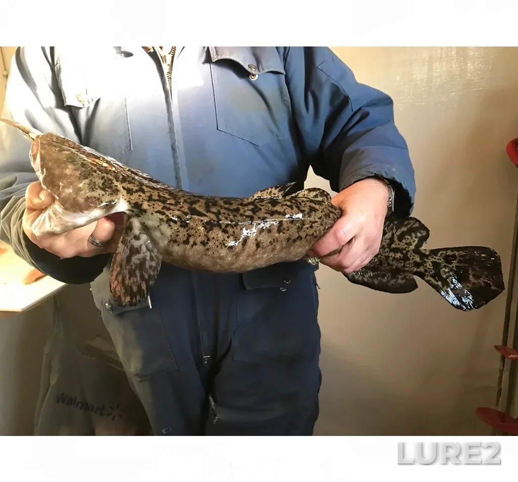 Burbot — Peck Lake, Dec 27, 2017, 4:17 PM