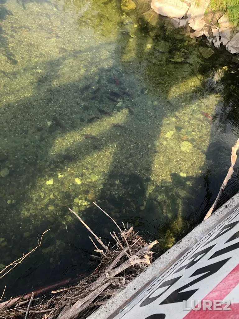 Sockeye salmon — Okanogan River, Oct 07, 2022, 2:56 PM
