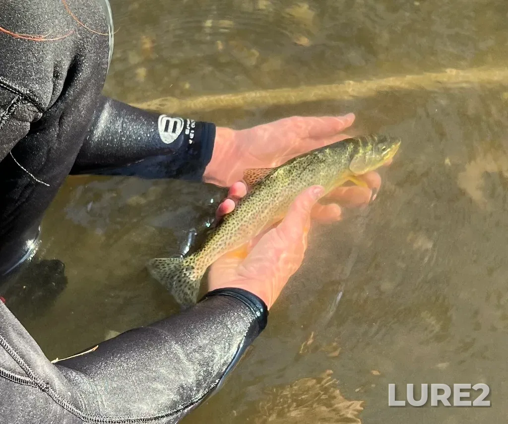 Cutthroat trout — Sooke River, Oct 08, 2022, 9:44 AM