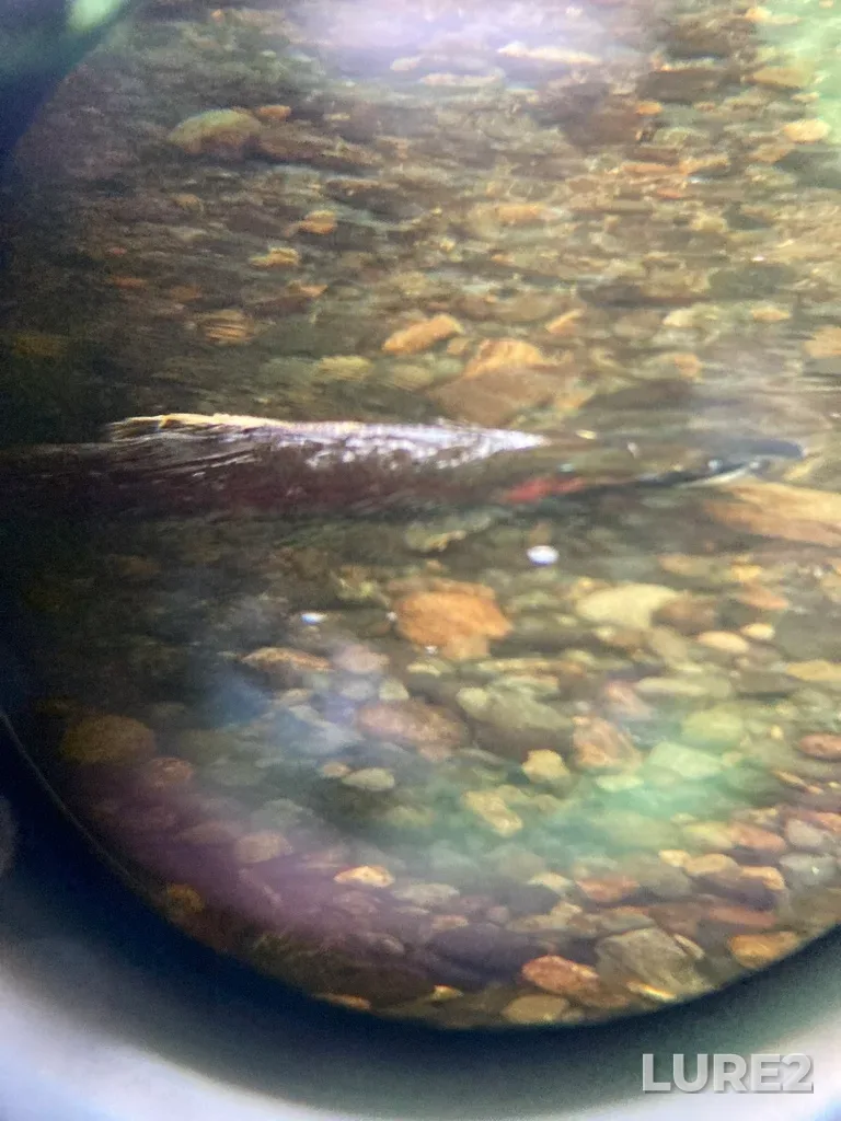 Coho salmon — Englishman River, Dec 31, 2022, 12:50 PM