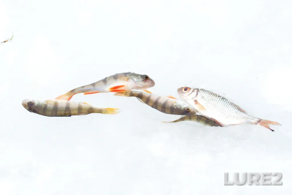 Perch — Vadok, Jan 01, 2023, 12:32 PM