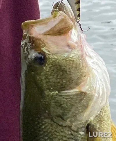 Largemouth bass — Heart Lake, Jul 06, 2022, 2:53 PM