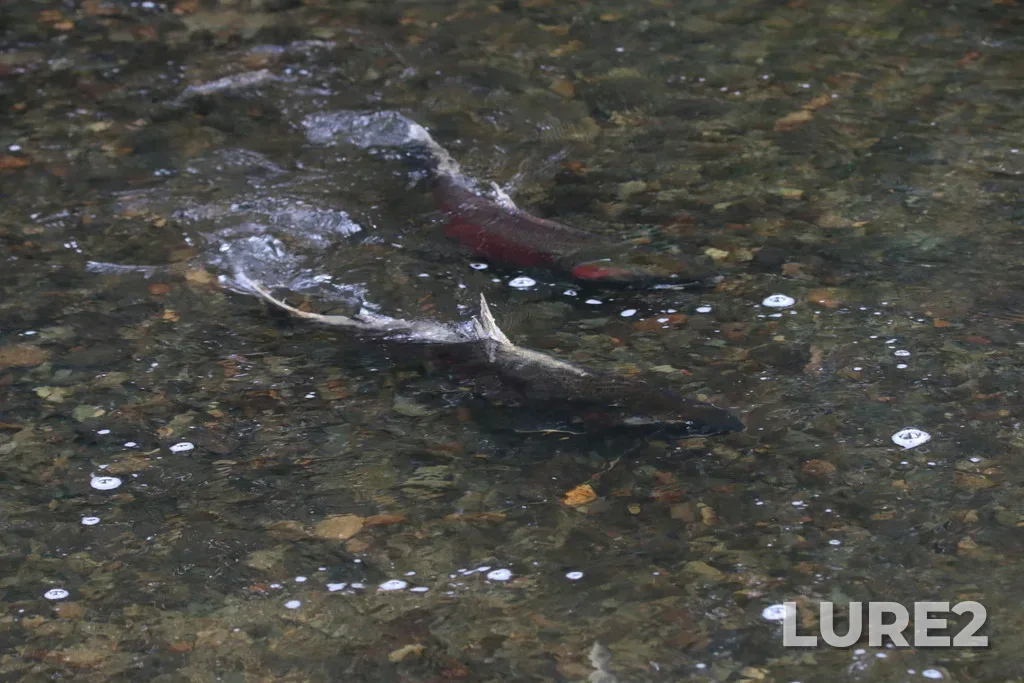 Coho salmon — Englishman River, Jan 01, 2023, 4:16 PM