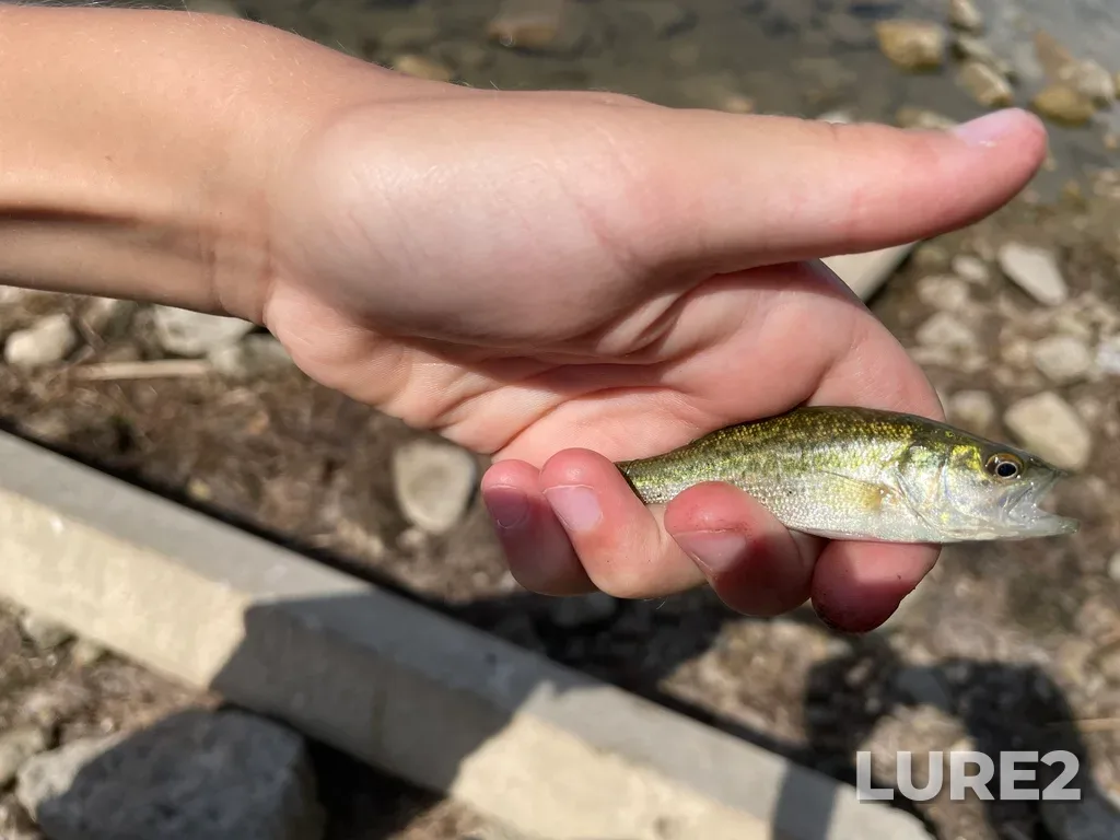 Largemouth bass — Island Lake, Aug 17, 2022, 11:51 AM