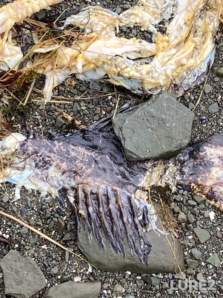 Lingcod — Northwest Bay, Jan 02, 2023, 2:57 PM
