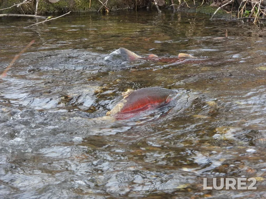 Coho salmon — Vedder River, Jan 02, 2023, 12:14 PM