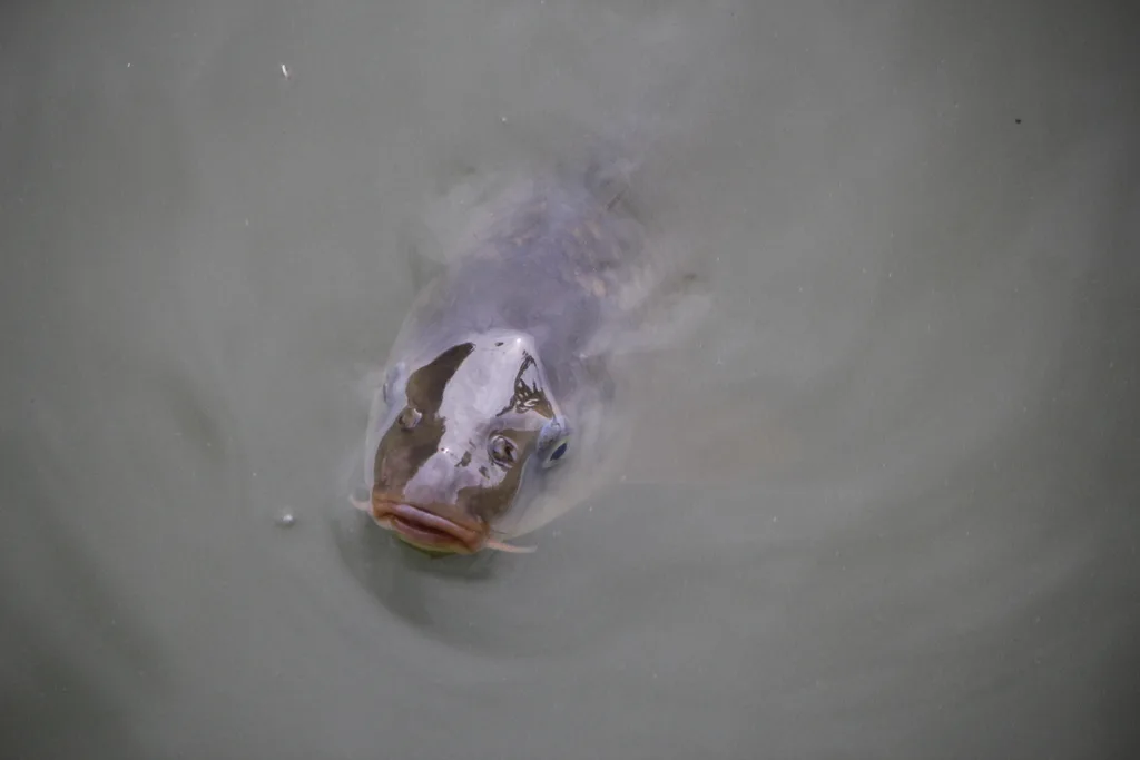Carp — Rouge River, Jul 20, 2018