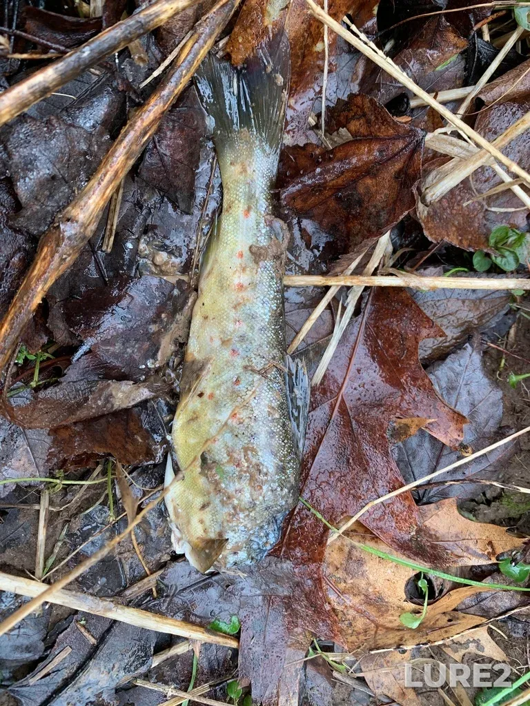 Brown trout — Cornwallis River, Jan 06, 2023, 11:43 AM