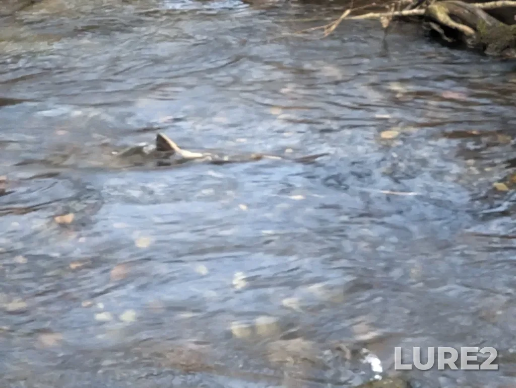 Chum salmon — Vedder River, Jan 11, 2023, 4:18 PM
