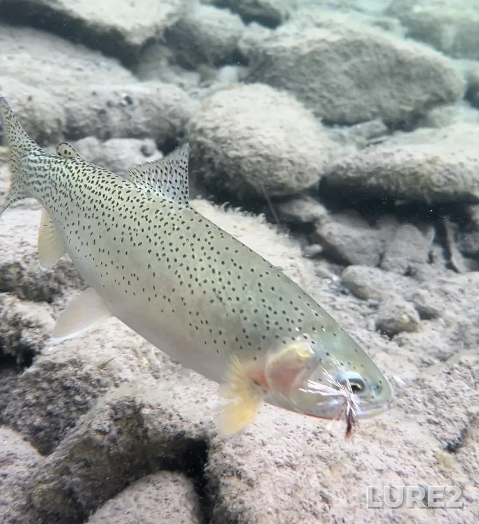 Cutthroat trout — Oldman River, Sep 18, 2022, 5:13 PM