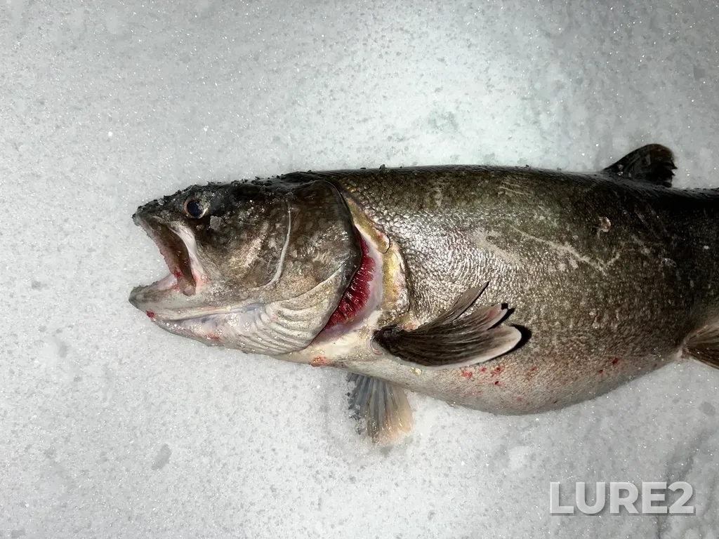 Lake trout — Cold Lake, Jan 19, 2023, 8:49 PM