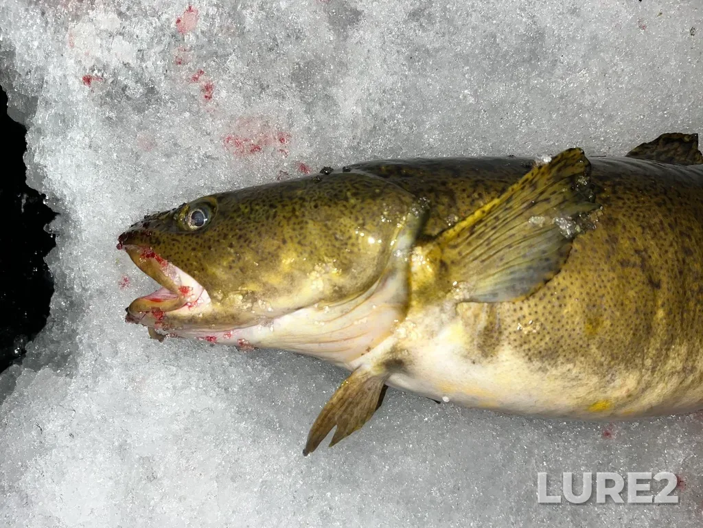 Burbot — Cold Lake, Jan 19, 2023, 9:28 PM