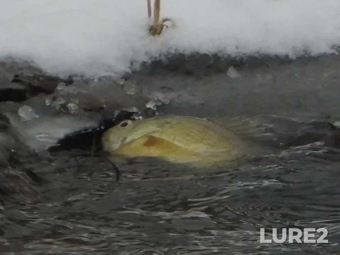 Bluegill — Vedder River, Jan 31, 2023, 3:13 PM