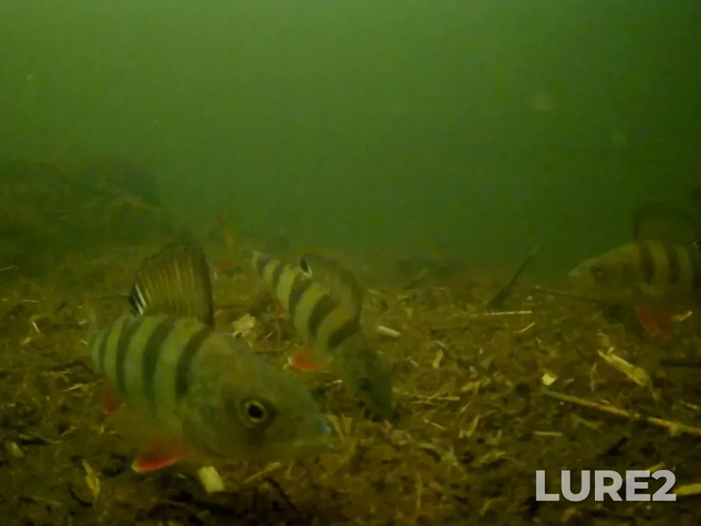 Perch — Serebry, Mar 18, 2019, 11:18 AM