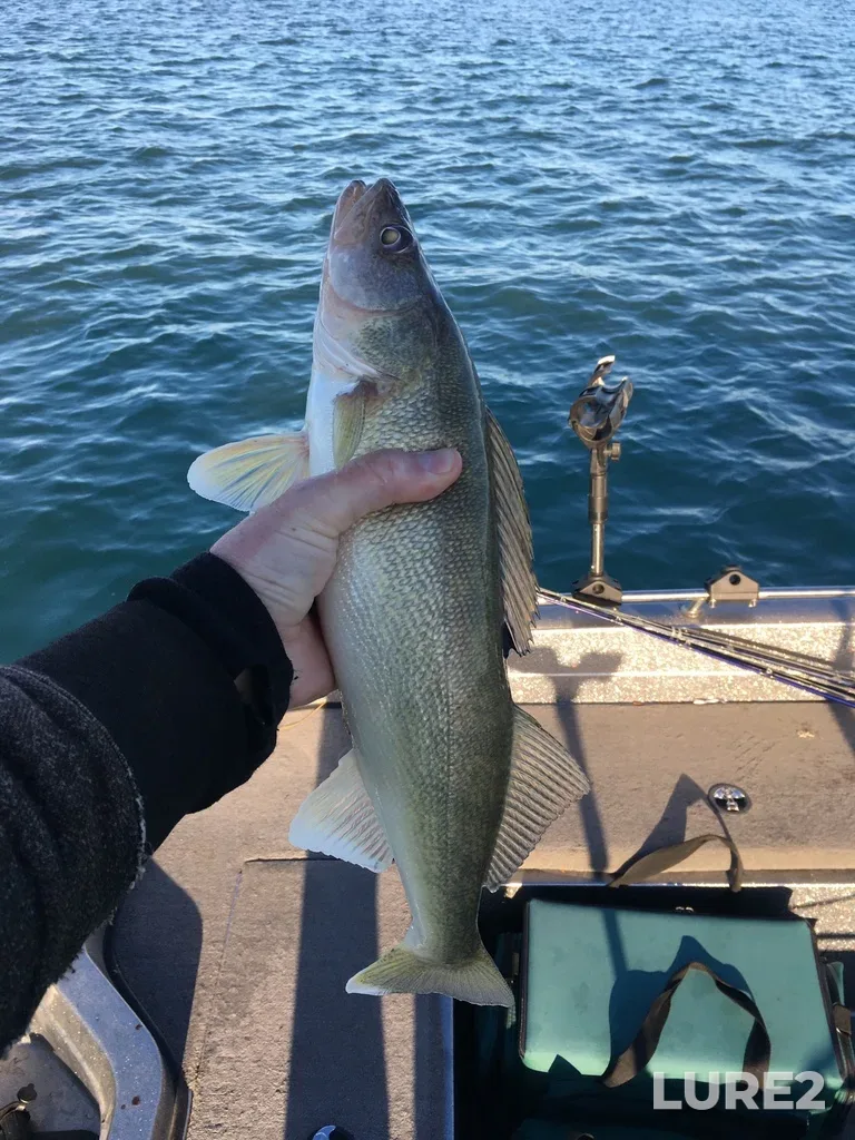Walleye — Riverside Marina, Nov 09, 2020, 4:01 PM