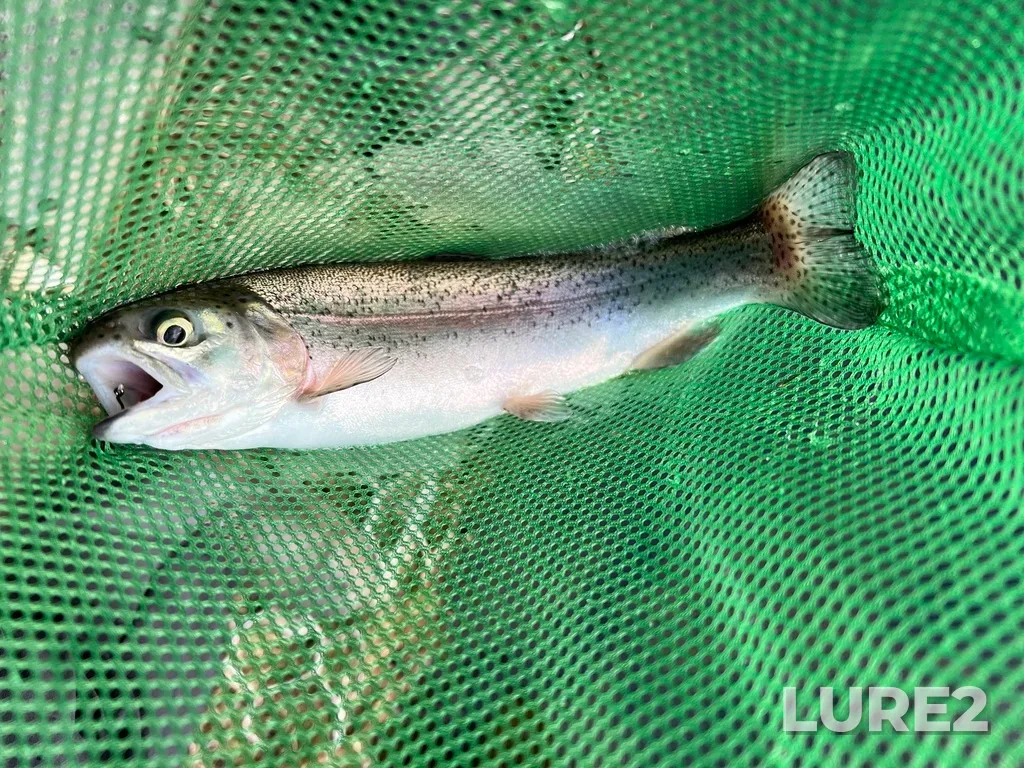 Rainbow trout — Mill Stream, Feb 05, 2023, 4:29 PM