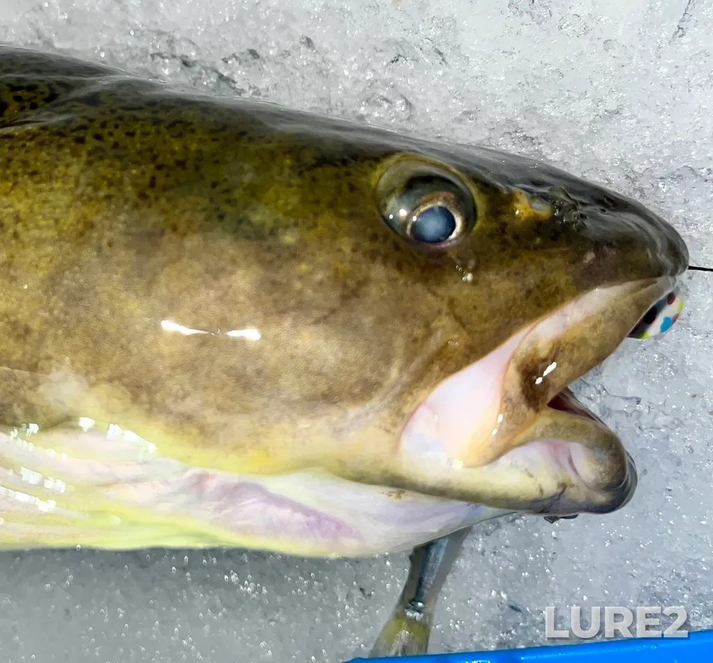 Burbot — Cold Lake, Feb 11, 2023, 4:14 AM