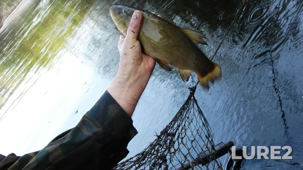 Tench — Kerzhenets, May 09, 2012, 6:24 AM