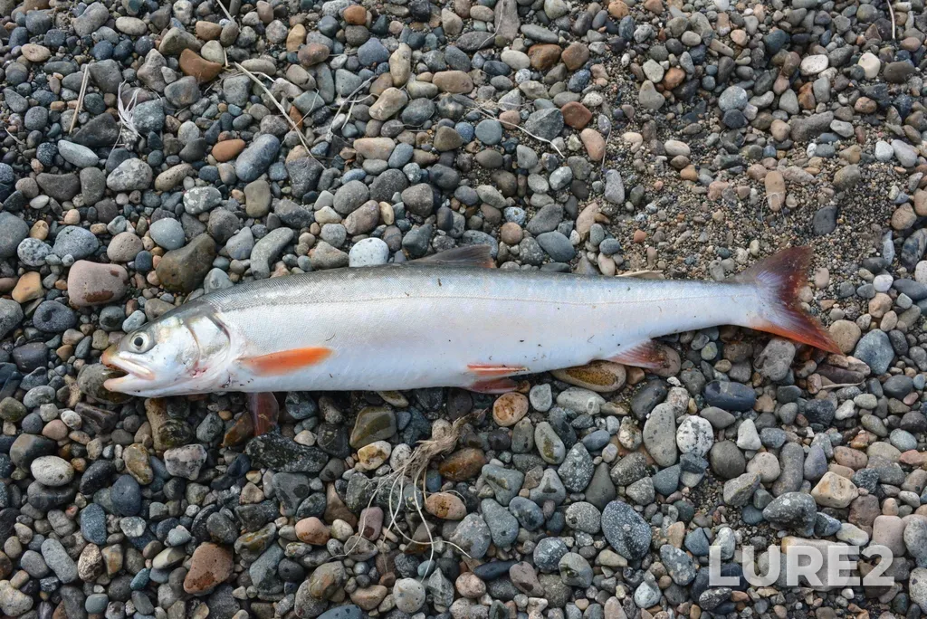 Arctic char — Providenskiy r-n, Chukotskiy avtonomnyy okrug, Rossiya, Aug 13, 2015, 10:00 AM