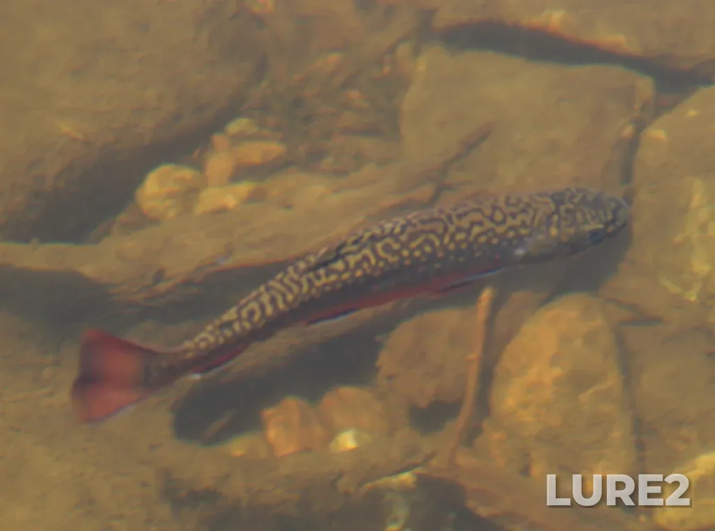 Brook trout — Lac aux Américains, Jul 03, 2013, 10:27 AM