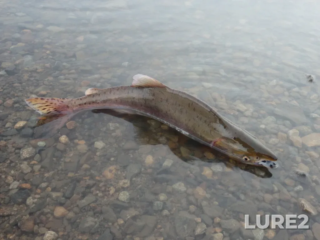 Pink salmon — Providenskiy r-n, Chukotskiy avtonomnyy okrug, Rossiya, Aug 04, 2017, 7:54 PM