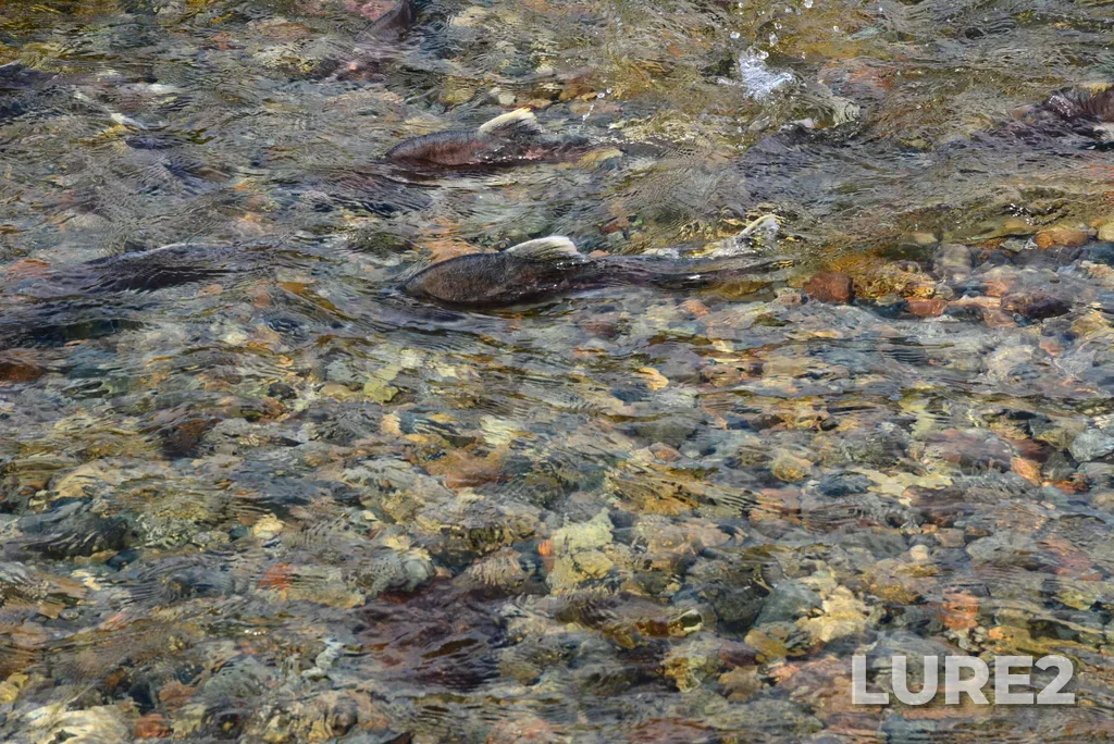 Pink salmon — Providenskiy r-n, Chukotskiy avtonomnyy okrug, Rossiya, Aug 25, 2017, 9:06 AM
