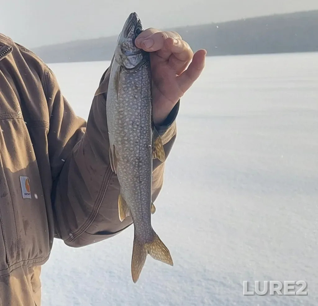 Lake trout — Cumming's Lake, Feb 26, 2023, 8:33 AM