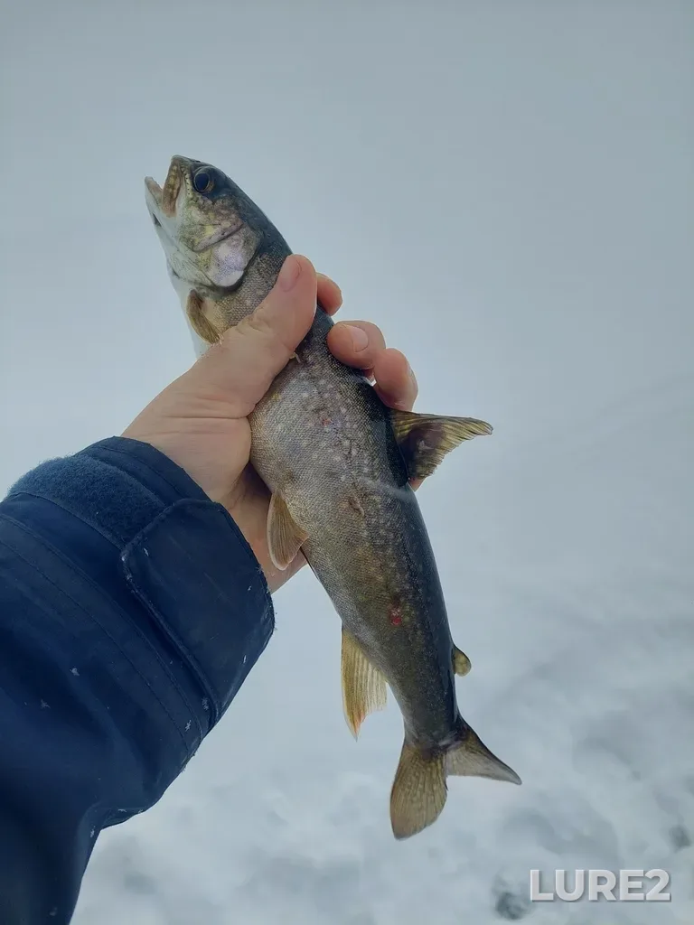 Lake trout — Cumming's Lake, Feb 26, 2023, 9:00 AM