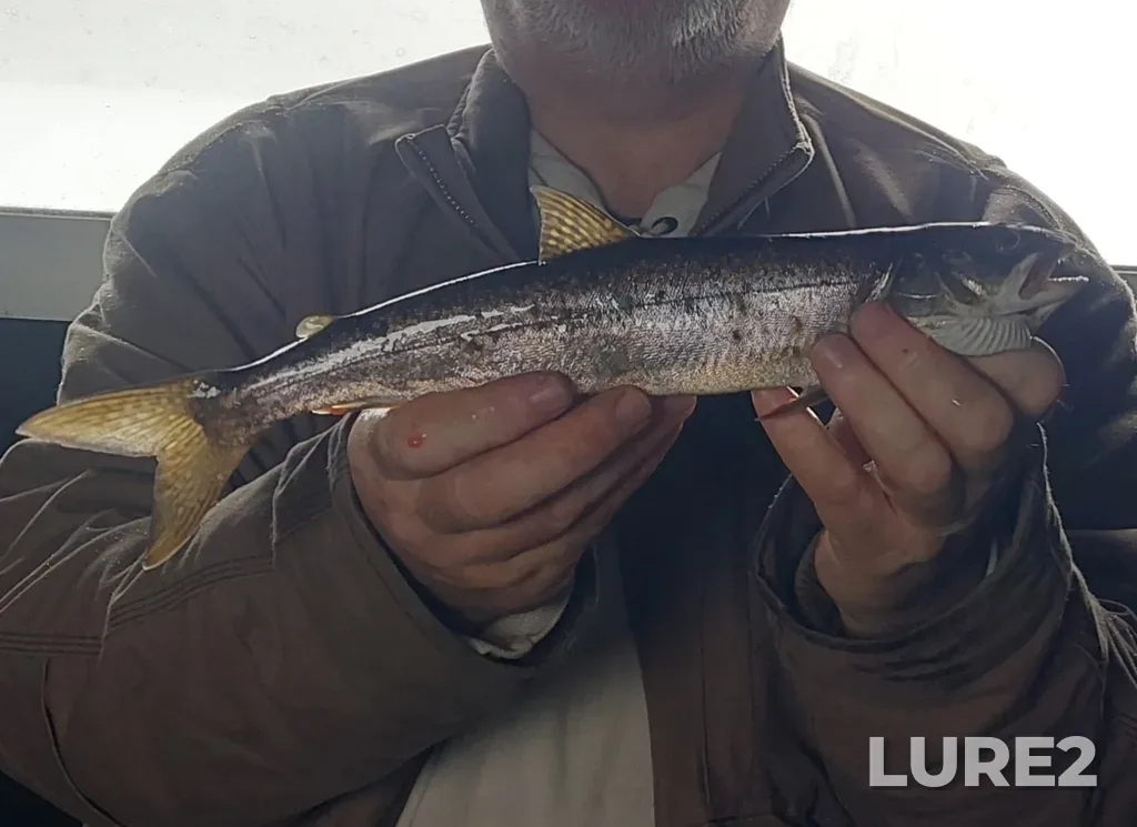 Lake trout — Cumming's Lake, Feb 26, 2023, 9:08 AM